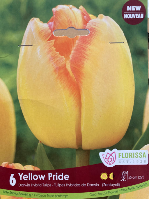 Tulip-Yellow Pride