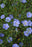Flax Perennial 9cm