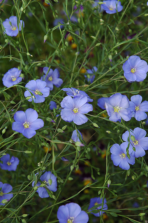 Flax Perennial 9cm