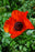 Papaver oriental Allegro 11cm