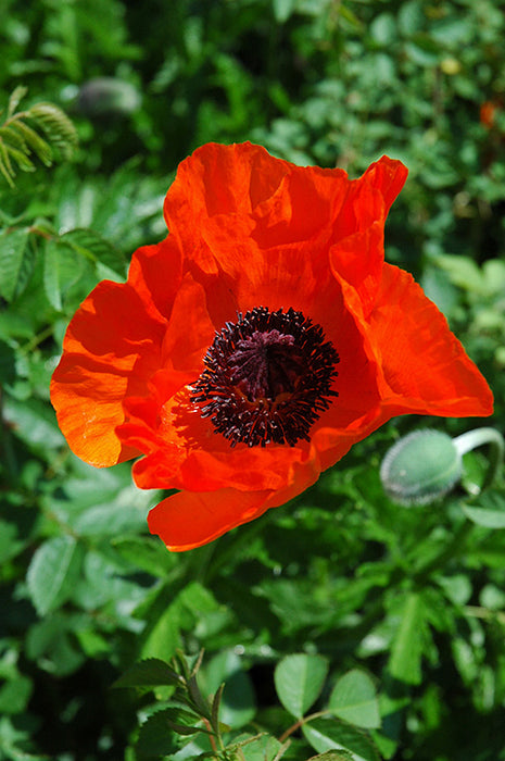 Papaver oriental Allegro 11cm