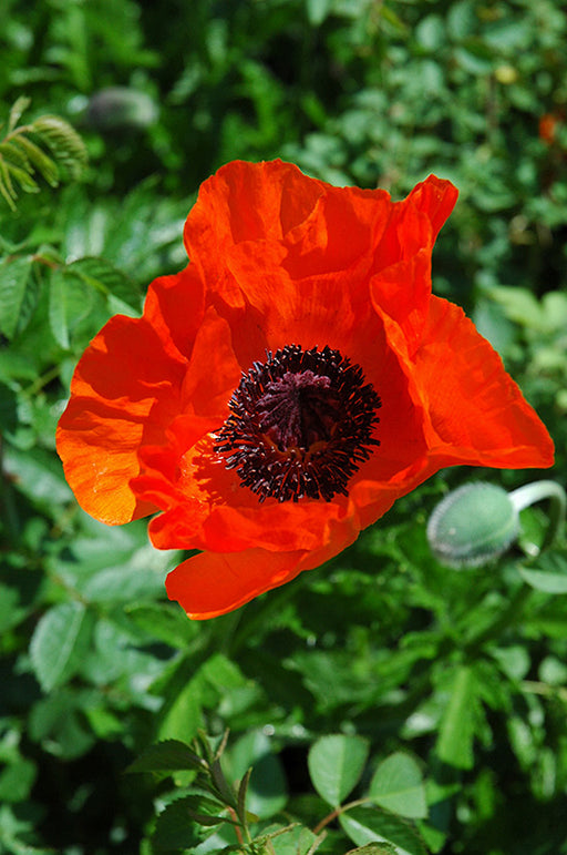 Papaver oriental Allegro 11cm