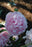 Peony Paeonia Shirley Temple #2