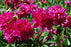 Peony Paeonia Karl Rosenfield #2