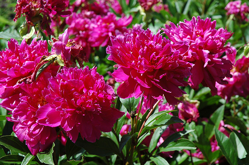 Peony Paeonia Karl Rosenfield #2
