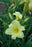Daylily Hemerocallis Happy Returns