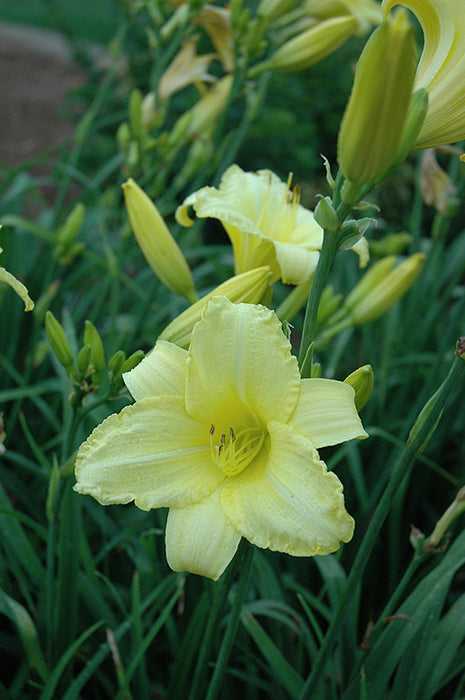 Daylily Hemerocallis Happy Returns