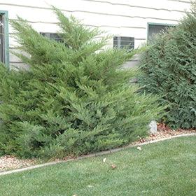 Juniper Chinensis Mint Julep #2