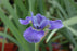 Iris Silver Edge 15cm