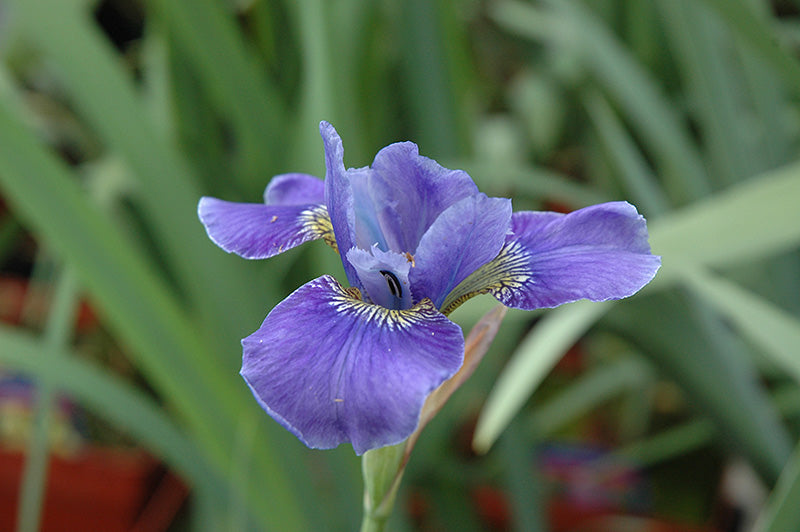 Iris Silver Edge 15cm