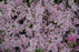 phlox candy stripe  ex PER 9cm