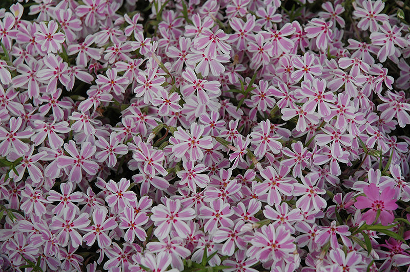 phlox candy stripe  ex PER 9cm