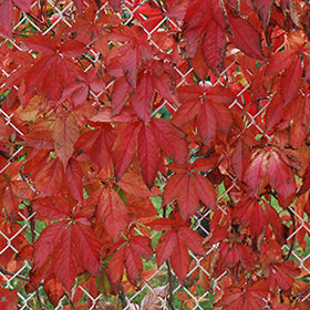 Engleman Ivy #1