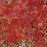 Engleman Ivy #1