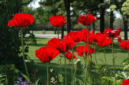 Papaver Orientale Beauty of Livermere 15cm