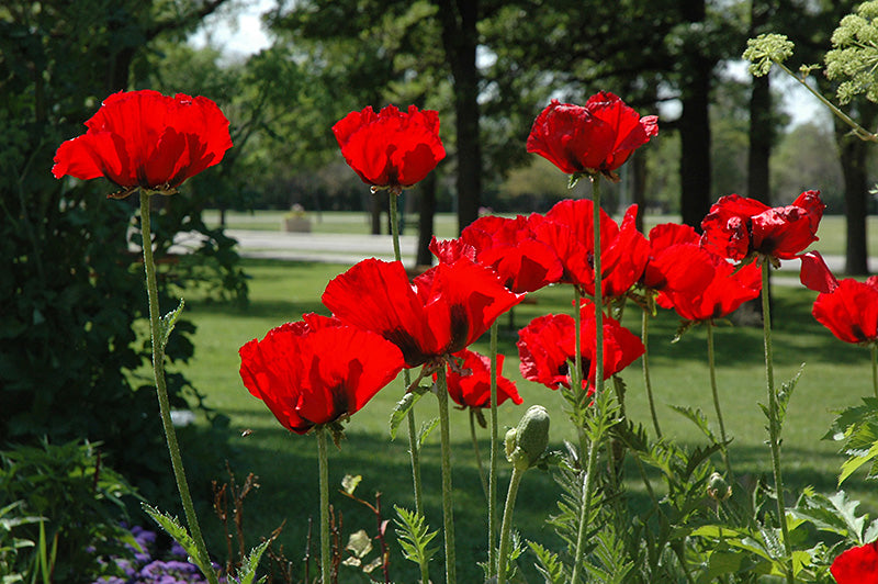 Papaver Orientale Beauty of Livermere 15cm