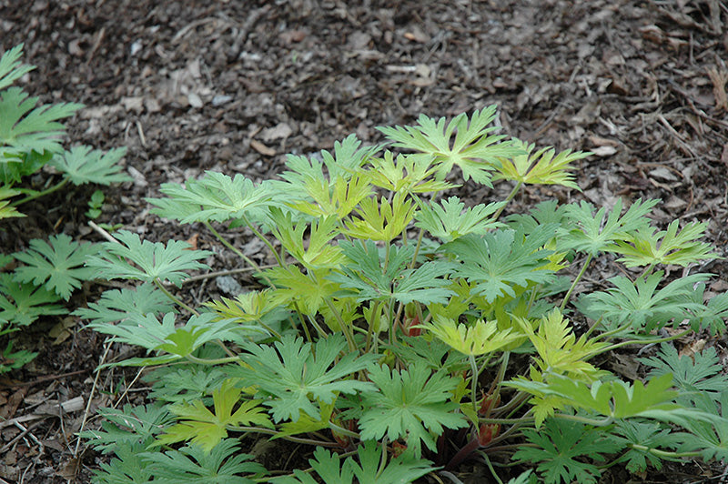 Geranium Blue Sunrise 15cm