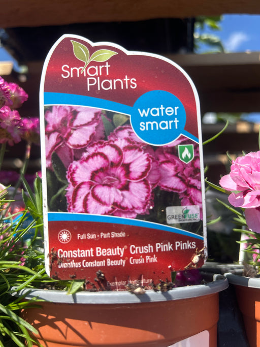 Dianthus crush pink 11cm