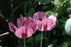 Papaver orientale Patty's Plum 15cm