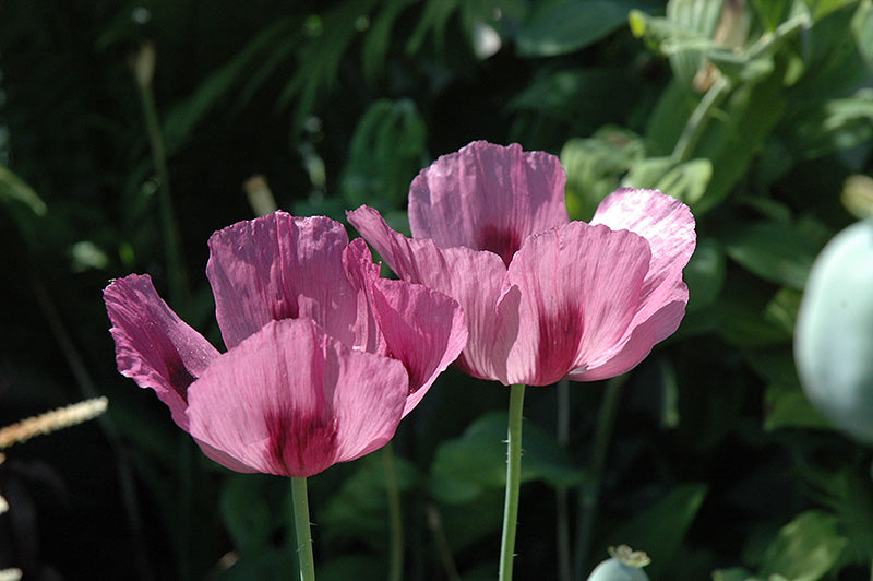 Papaver orientale Patty's Plum 15cm