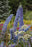 Delphinium NM Blue Lace 11cm