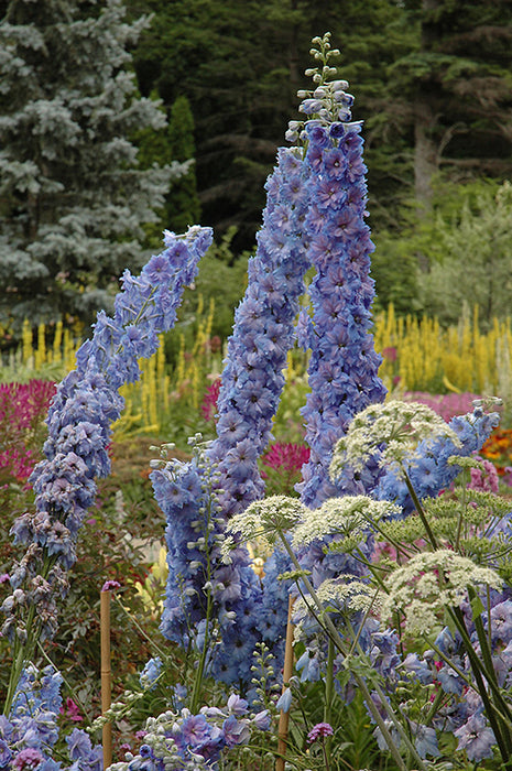 Delphinium NM Blue Lace 11cm