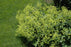 Alchemilla molis 15cm