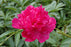 Peony Paeonia Felix Crousse 1 Gal