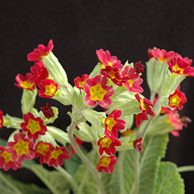 Primula veris Sunset Shades 9cm