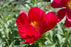 Peony Paeonia Onondaga 1 Gal