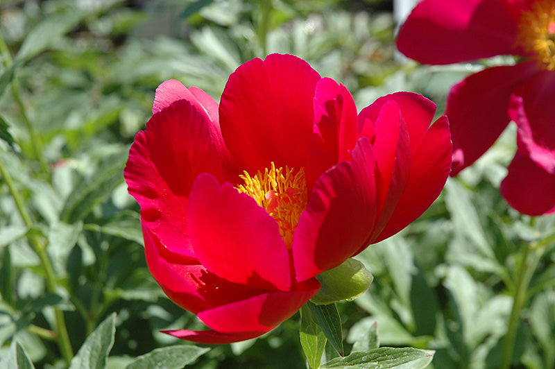 Peony Paeonia Onondaga 1 Gal