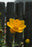 Trollius Orange Princess globe flower