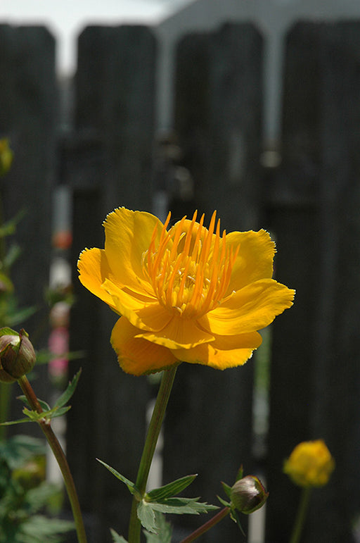 Trollius Orange Princess globe flower