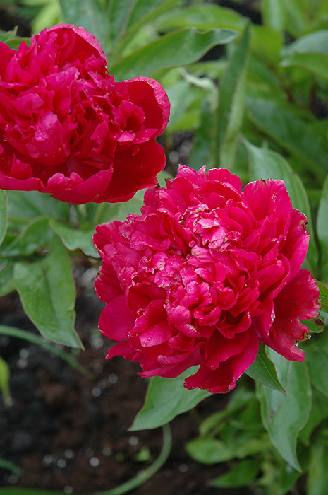 Peony Paeonia Big Ben 1 Gal