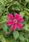Clematis Allanah #1