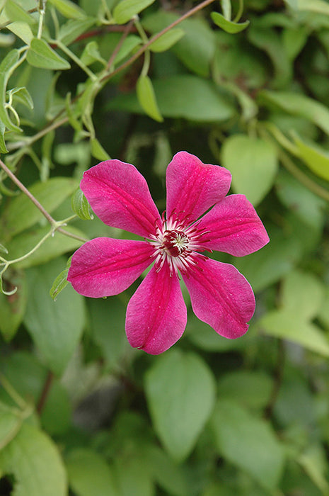 Clematis Allanah #1