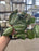 Maranta Silver Band