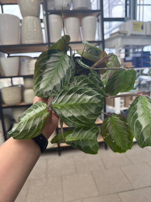 Maranta Silver Band