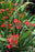 Crocosmia x crocosmiliflora Emberglow 15cm