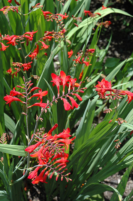 Crocosmia x crocosmiliflora Emberglow 15cm