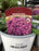 Aster Woods Purple #1