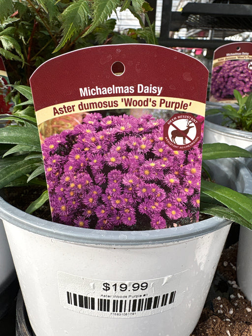 Aster Woods Purple #1