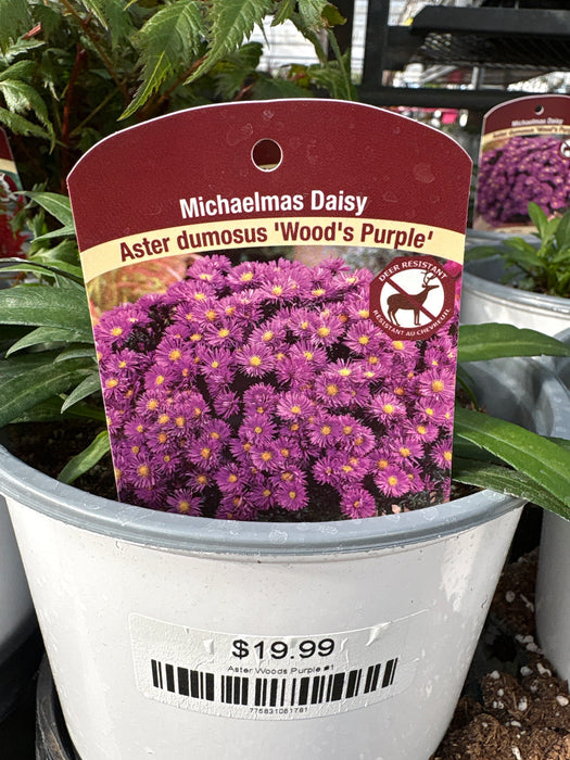 Aster Woods Purple #1