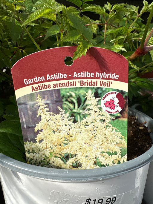 Astilble Aren. Bridal Veil