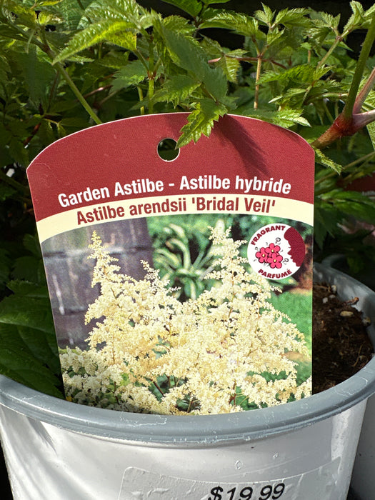 Astilble Aren. Bridal Veil