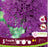 Allium Purple Sensation 10/Pkg
