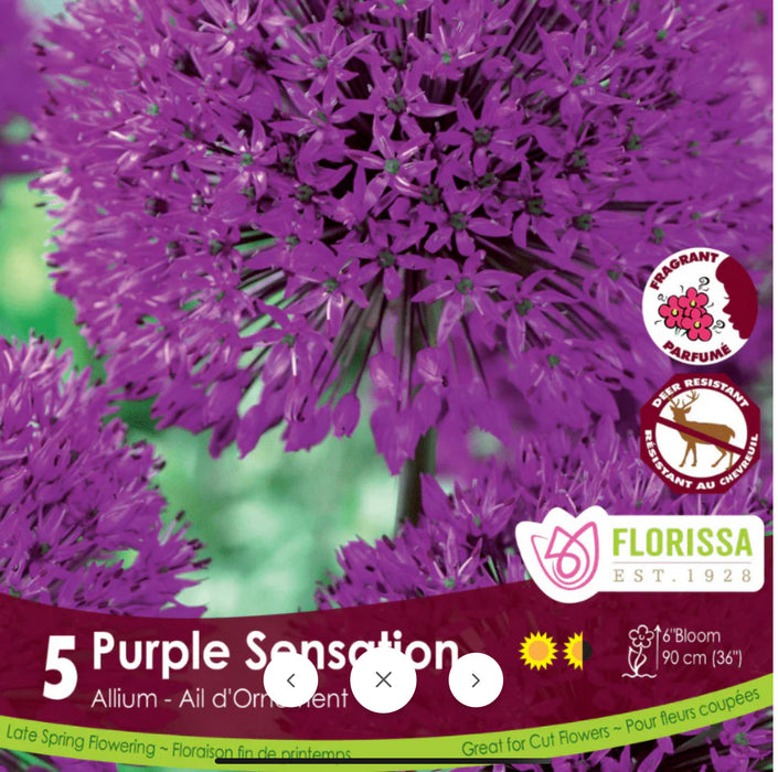 Allium Purple Sensation 10/Pkg