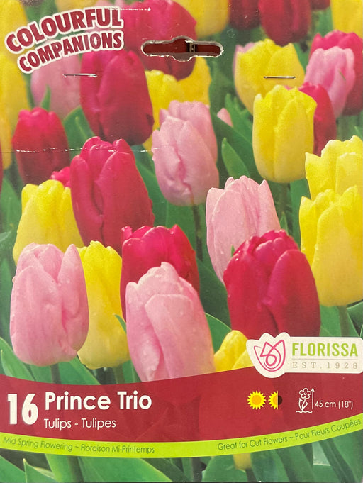 Tulip Companion Prince Trio