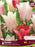 Tulip Triumph karate