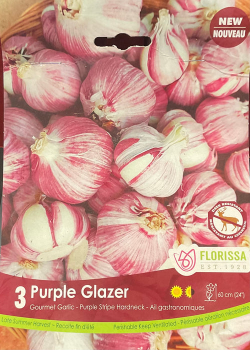 Garlic - Purple Glazer